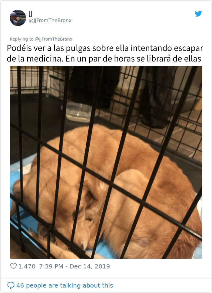 Este hombre dejó sin querer abierta la puerta de su casa y fue "elegido" por un perro callejero que se coló por la noche