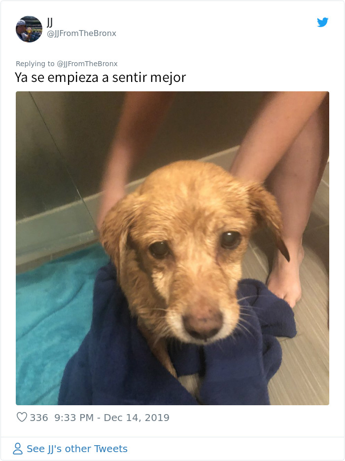 Este hombre dejó sin querer abierta la puerta de su casa y fue "elegido" por un perro callejero que se coló por la noche