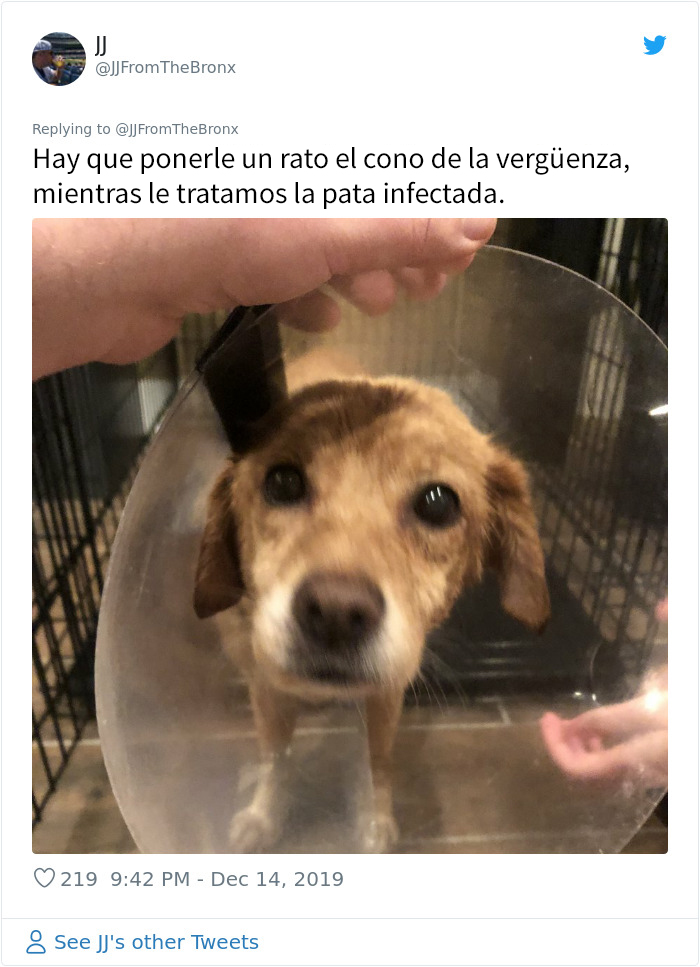 Este hombre dejó sin querer abierta la puerta de su casa y fue "elegido" por un perro callejero que se coló por la noche