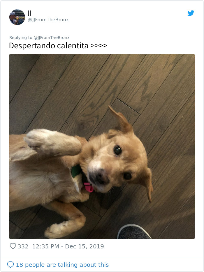 Este hombre dejó sin querer abierta la puerta de su casa y fue "elegido" por un perro callejero que se coló por la noche