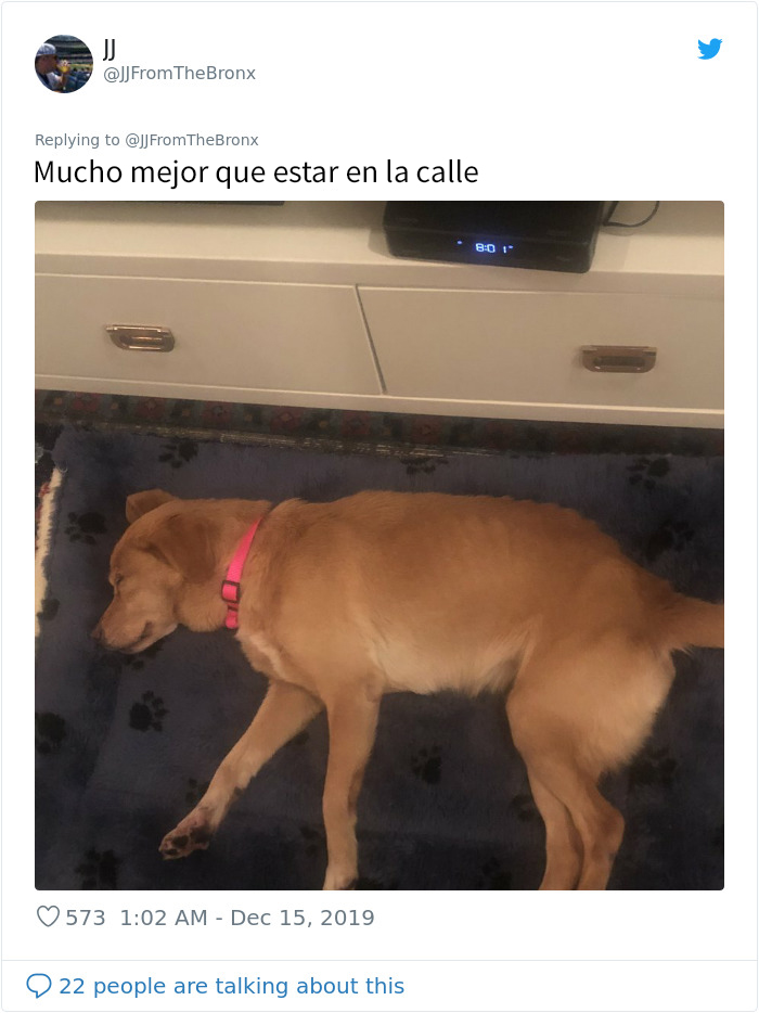 Este hombre dejó sin querer abierta la puerta de su casa y fue "elegido" por un perro callejero que se coló por la noche