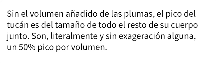 La gente se da cuenta de repente de lo raros que son los tucanes, y comparten datos sobre ellos