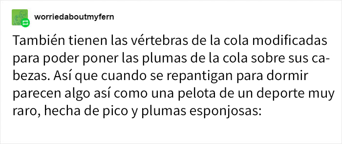 La gente se da cuenta de repente de lo raros que son los tucanes, y comparten datos sobre ellos