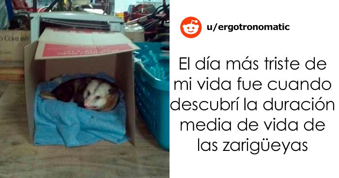 Esta mujer dejó a una anciana zarigüeya quedarse en su garaje, y las fotos se volvieron virales