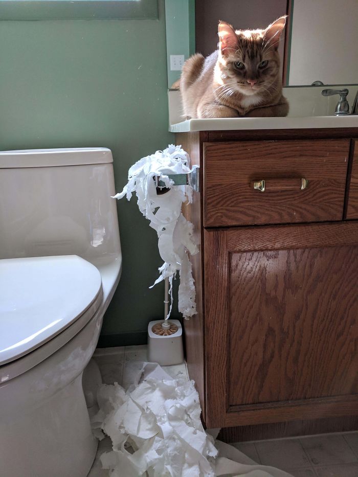 Encerré Al Gato En El Baño Mientras Cocinaba Porque No Me Dejaba En Paz. Se Ha Vengado.