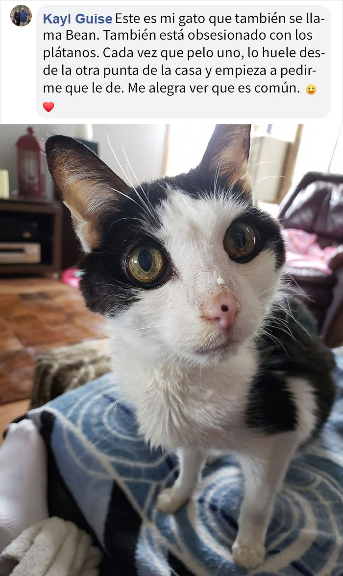 Este gato obsesionado con los plátanos se vuelve viral por lo inapropiadas que parecen sus fotos