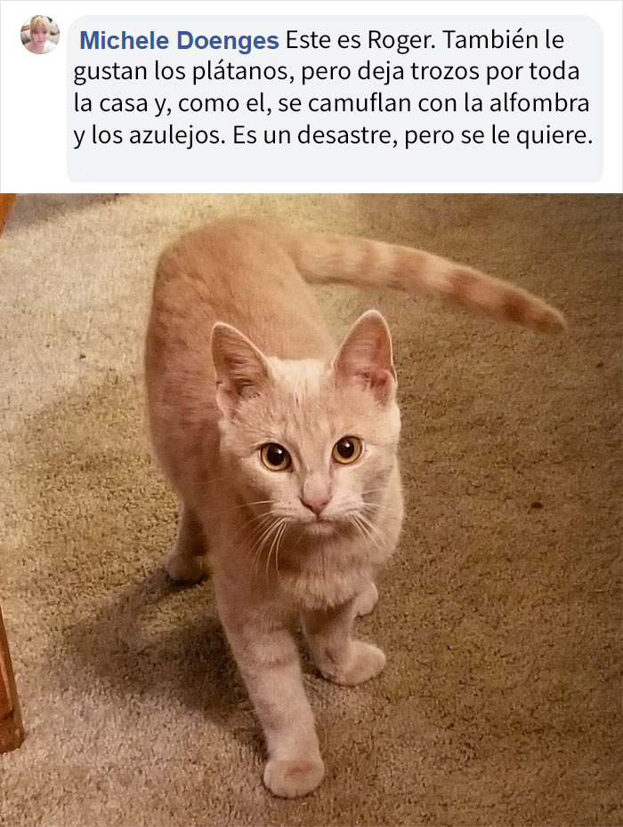 Este gato obsesionado con los plátanos se vuelve viral por lo inapropiadas que parecen sus fotos