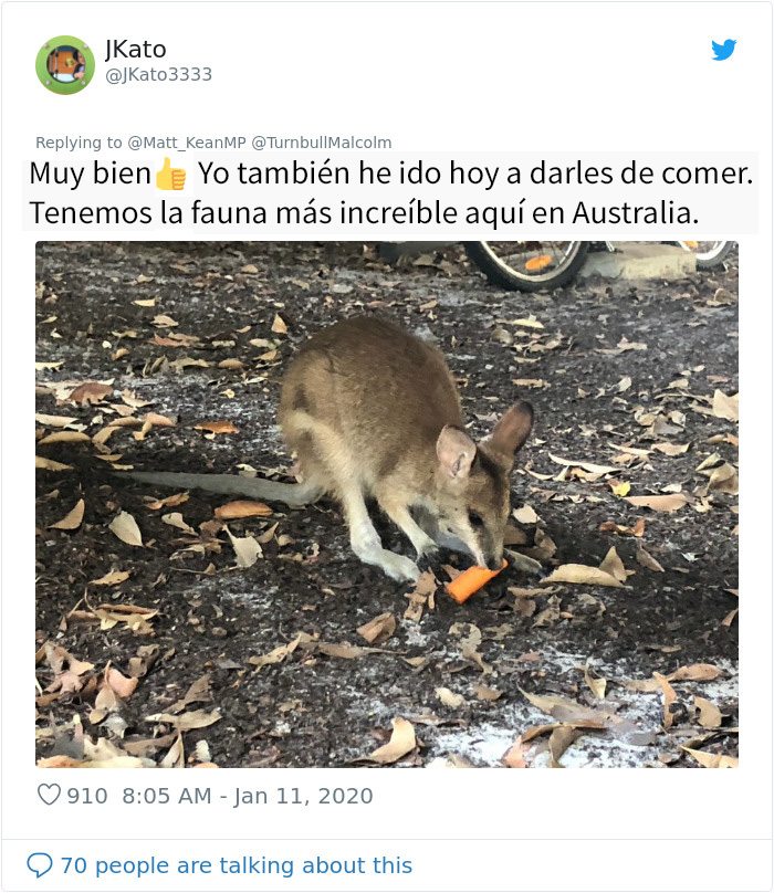 Los animales supervivientes de los incendios de Australia se mueren de hambre, así que se están lanzando toneladas de vegetales desde aviones