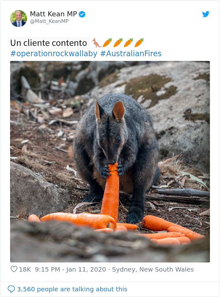 Los animales supervivientes de los incendios de Australia se mueren de hambre, así que se están lanzando toneladas de vegetales desde aviones