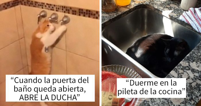 30 Gatos raros expuestos por sus dueños en un divertido hilo