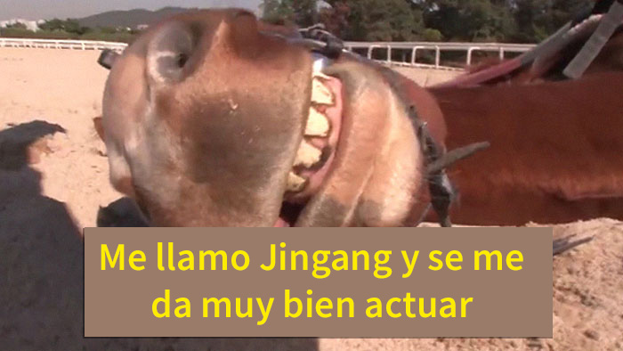 Este caballo teatrero simula morirse cada vez que alguien intenta montar en él
