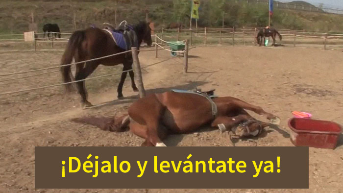 Este caballo teatrero simula morirse cada vez que alguien intenta montar en él