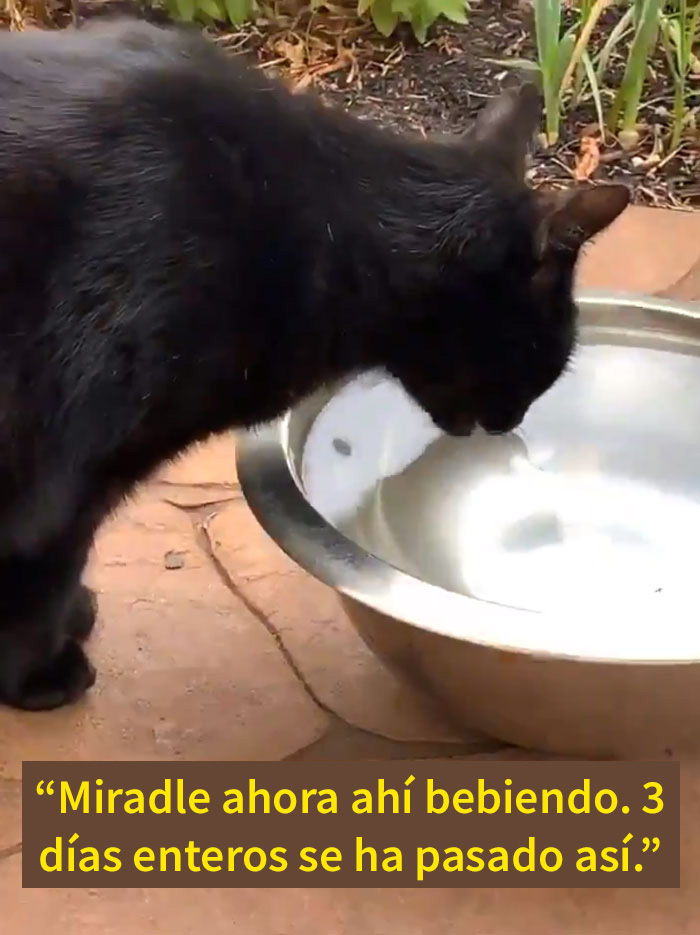 La gente comparte divertidas historias sobre momentos en que pensaban que sus mascotas se estaban muriendo