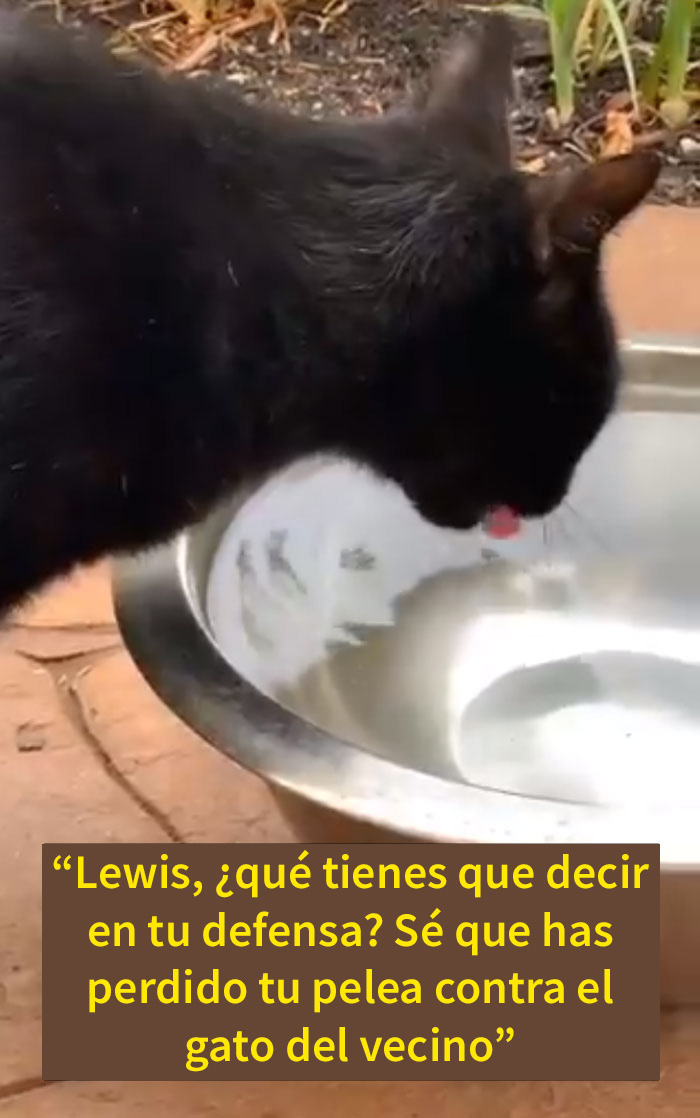 La gente comparte divertidas historias sobre momentos en que pensaban que sus mascotas se estaban muriendo