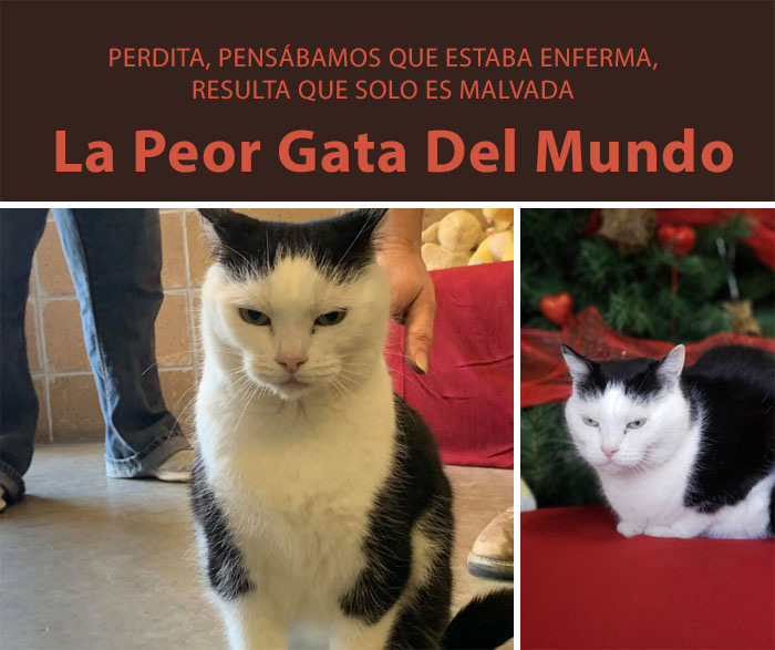 Este refugio de animales puso en adopción a "la peor gata del mundo" y a la gente le encanta la descripción