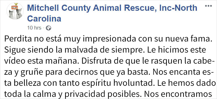 Este refugio de animales puso en adopción a "la peor gata del mundo" y a la gente le encanta la descripción