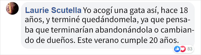 Este refugio de animales puso en adopción a "la peor gata del mundo" y a la gente le encanta la descripción