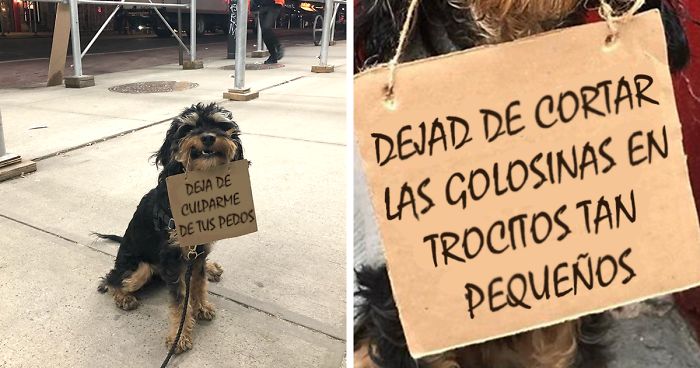 Este perro protesta contra molestas cosas cotidianas con divertidos carteles (12 imágenes)