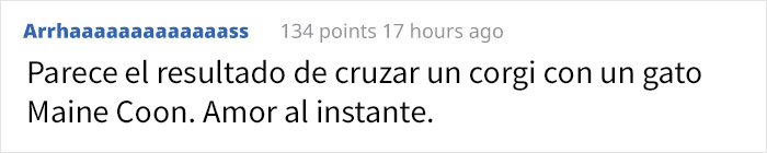 La gente dice que este cachorro parece un híbrido de gato y perro, y sus expresiones son divertidísimas