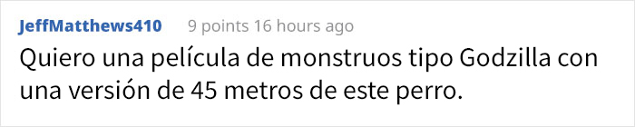 La gente dice que este cachorro parece un híbrido de gato y perro, y sus expresiones son divertidísimas