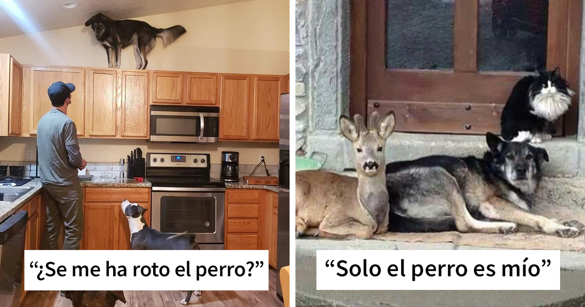 20 Divertidos y adorables Snapchats de perros que te alegrarán el día (Nuevas imágenes)