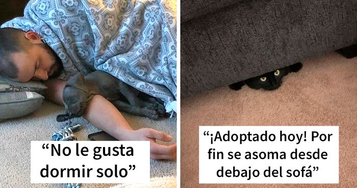 40 Fotos muy reconfortantes de mascotas rescatadas en el mes de Febrero