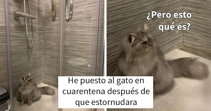 La gente comparte fotos de sus gatos en cuarentena y aquí están 22 de las mejores