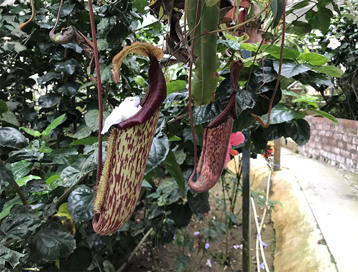 Usando Plantas Carnivoras Colgantes Como Cubos De Basura