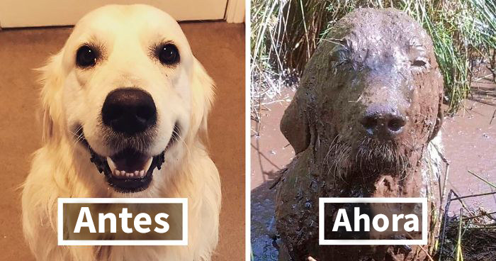 30 Razones por las que no deberÃas dejar a tus perros jugar en el barro (Nuevas imágenes)