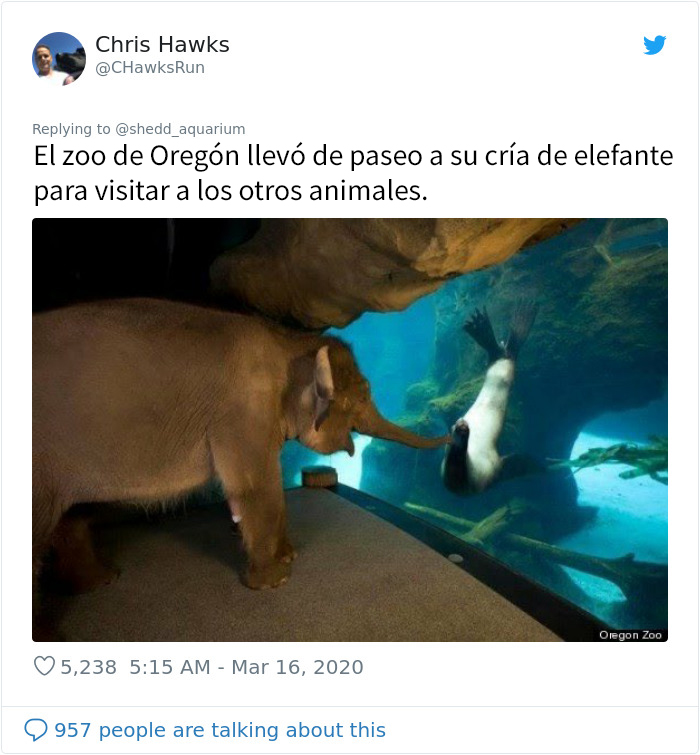 Tras cerrar sus puertas, este acuario saca a sus pingüinos de paseo por las instalaciones