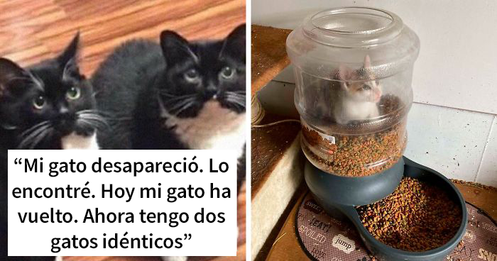 20 Divertidos snapchats de gatos que te arrancarán una sonrisa (Nuevas imágenes)
