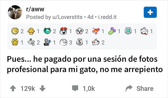 Esta mujer pagó una sesión de fotos profesional para su gato, y no se arrepiente de nada (17 fotos)
