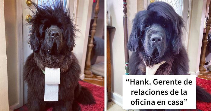Esta dueña peina a su perro cada día desde que empezó la cuarentena, y la gente está deseando ver los peinados cada día