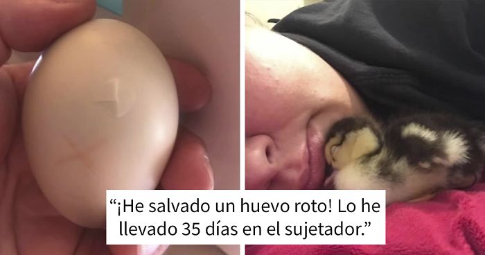 Unos niños destruyeron un nido de pato, pero esta mujer salvó un huevo roto llevándolo 35 días en el sostén