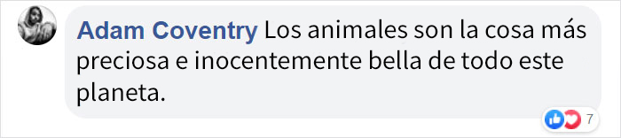 Estos orangutanes se hicieron amigos de las nutrias que a menudo nadan a través de su recinto en el zoo