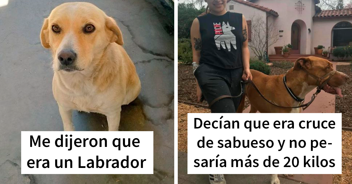 30 Perros que resultaron ser de una raza distinta de la que sus dueños creían