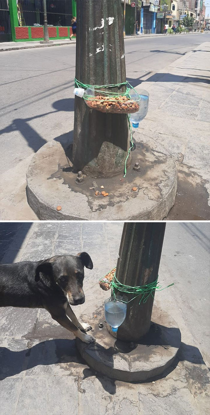 Estamos En Cuarentena, Pero Esto Es Lo Más Bonito Que Haya Visto Hoy