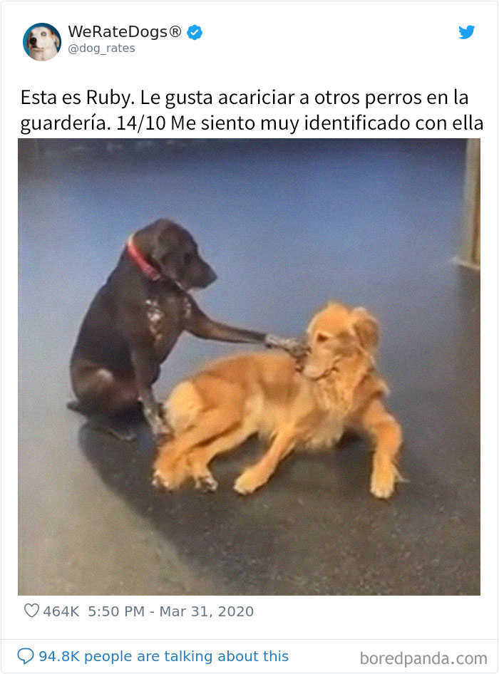 Este adorable perro insiste en acariciar a otros perros en la guardería, y les confunde pero lo aceptan