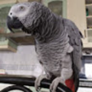 pedroprado avatar