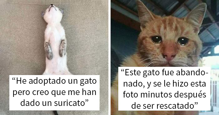 50 Fotos muy reconfortantes de mascotas rescatadas en el mes de Mayo