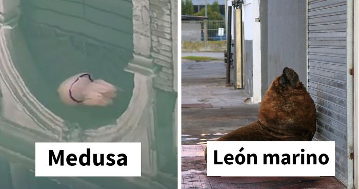 Con los humanos en cuarentena, los animales se pasean por las ciudades (24 fotos nuevas)