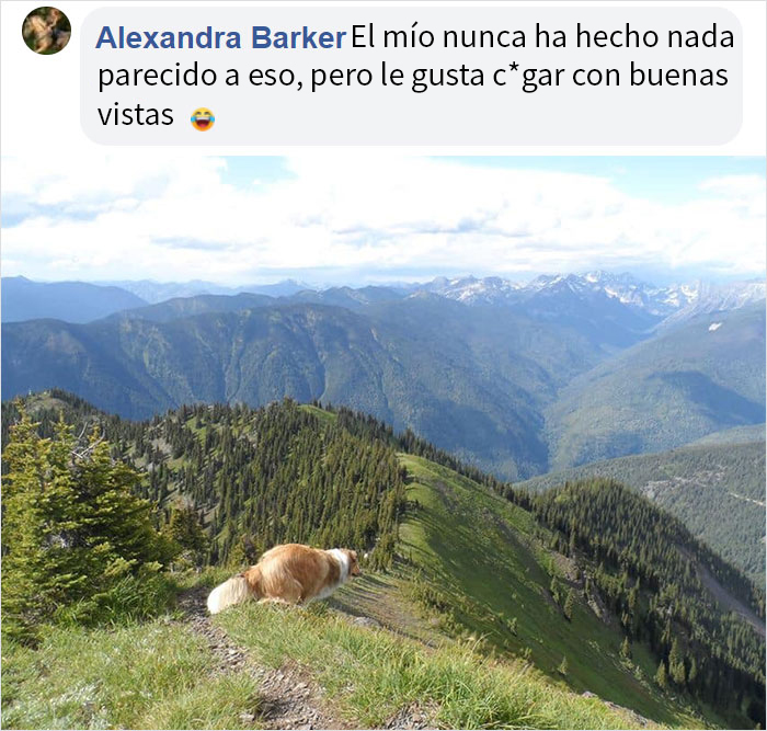Este hombre preguntó si otros perros también hacen caca en posturas extrañas como el suyo, y recibió 35 fotos como respuesta
