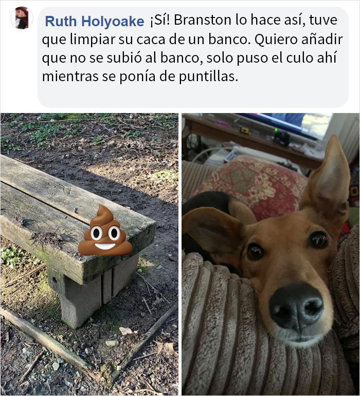 Este hombre preguntó si otros perros también hacen caca en posturas extrañas como el suyo, y recibió 35 fotos como respuesta