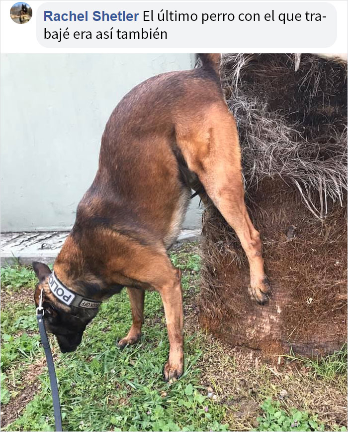 Este hombre preguntó si otros perros también hacen caca en posturas extrañas como el suyo, y recibió 35 fotos como respuesta