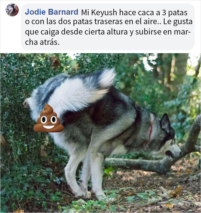 Este hombre preguntó si otros perros también hacen caca en posturas extrañas como el suyo, y recibió 35 fotos como respuesta