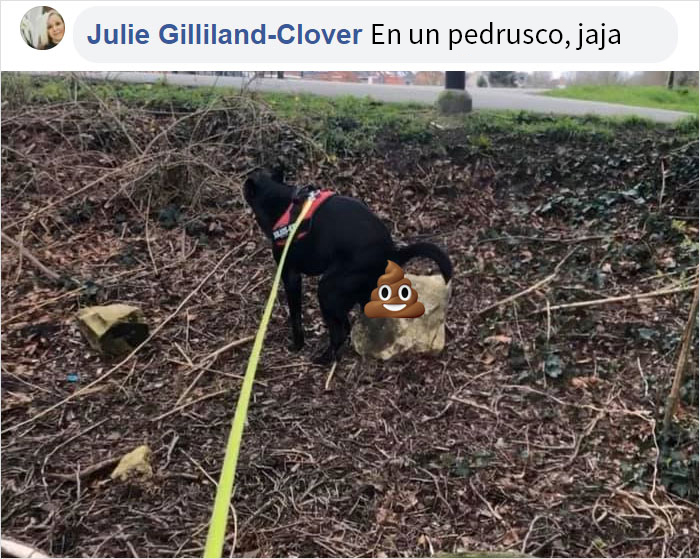 Este hombre preguntó si otros perros también hacen caca en posturas extrañas como el suyo, y recibió 35 fotos como respuesta