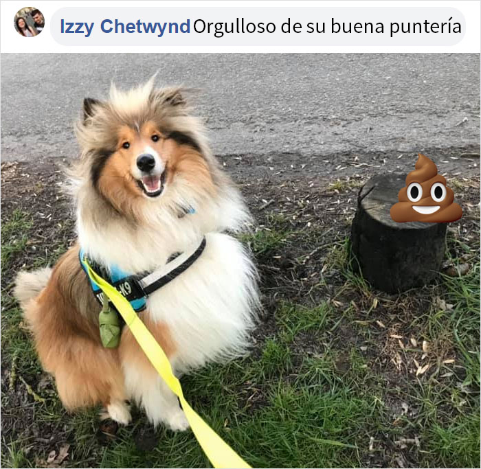 Este hombre preguntó si otros perros también hacen caca en posturas extrañas como el suyo, y recibió 35 fotos como respuesta
