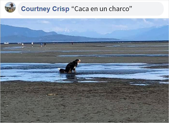 Este hombre preguntó si otros perros también hacen caca en posturas extrañas como el suyo, y recibió 35 fotos como respuesta
