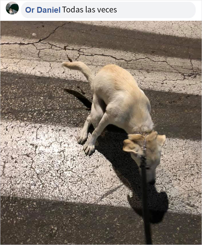 Este hombre preguntó si otros perros también hacen caca en posturas extrañas como el suyo, y recibió 35 fotos como respuesta