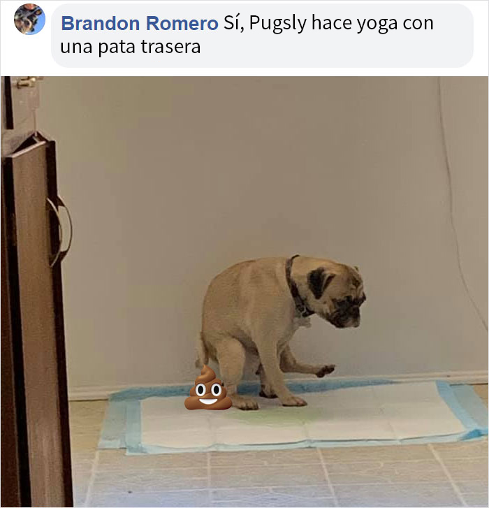 Este hombre preguntó si otros perros también hacen caca en posturas extrañas como el suyo, y recibió 35 fotos como respuesta